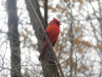 A beautiful Cardinal