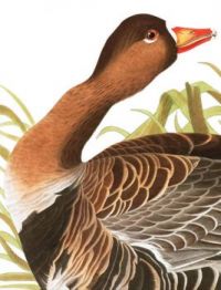 WHITE FRONTED GOOSE