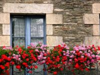 Window and flowers in Bretagne, by rattyfied (flickr)  