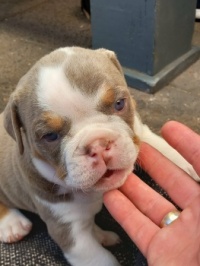 engelse buldog