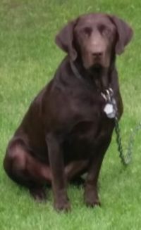 Brownie (2)