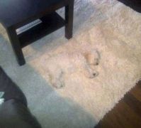 where's the dog?