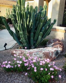 Easter cactus