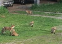 Pams foxy neighbors