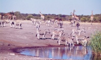 Etosha National Park