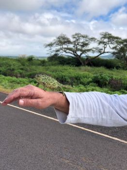 Chameleon found on Kenyan Road