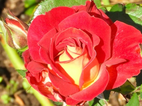 Red and yellow rose