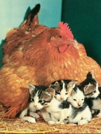 Don't count your kittens before they hatch.