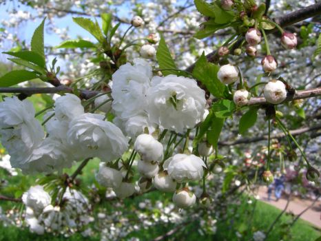 Blossom - Mile End Park