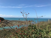 Coastal rose hips,  Brittany