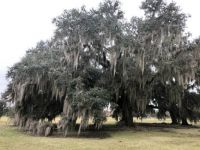 Live Oak Tree with Spanish Moss