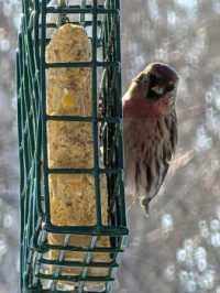 Redpoll with suet