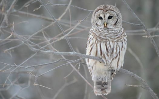Winter-Owl-on-Tree