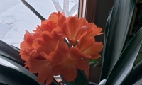 Closeup of clivia in front window 2025-02-11