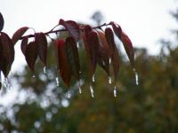 Winterlike decorations courtesy of Momma Nature!
