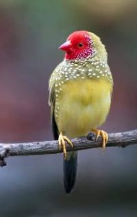 Yellow Bird with Red Face