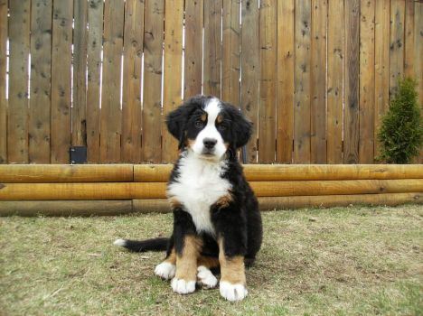 Bernese puppy Sadie