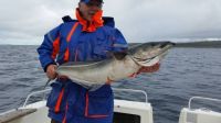 Coalfish caught Andorja Norway