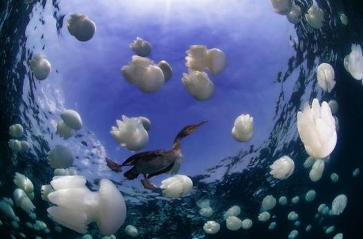 White Breasted Comorant & Barrel Jellyfish