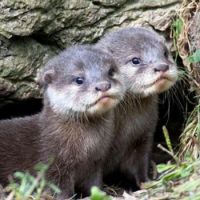 Wild for Wildlife and Nature - Otter Pups