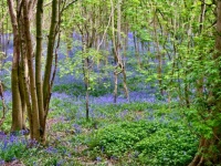 Bluebells Are Back