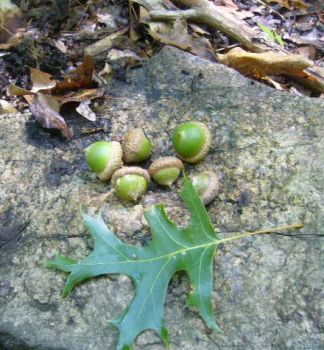 From a tiny acorn, the mighty oak tree grows