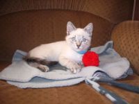 casper the cat
