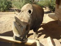 White Rhinoceros