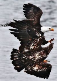 Jerry's eagle