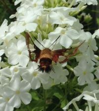 Hummingbird Clearwing Moth
