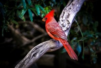 A CARDINAL NOT A POPE