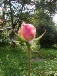 Flower...