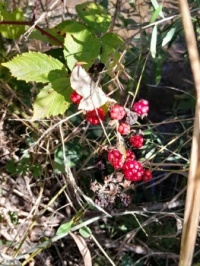 Wild berries