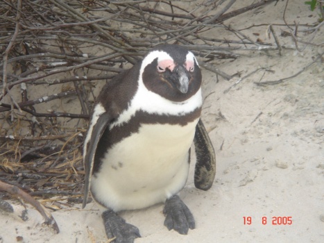 Penguin, Simon’s Town, South Africa
