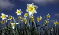 cheery daffodils