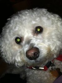 Rocky the Wonder Dog