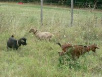 My 3 pygmy goats