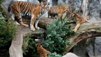You didn't really expect tigers to help at Christmas, did you?