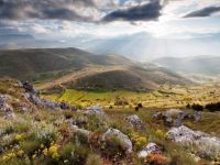 wildflowers-mountain-italy