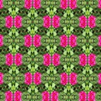 Kaleido