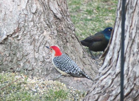 Red Bellied Woodpecker and Grackle