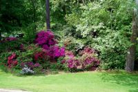 Azaleas by the Highway