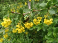 Berberis vulgaris with Cetonia aurata