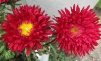 Red Asters