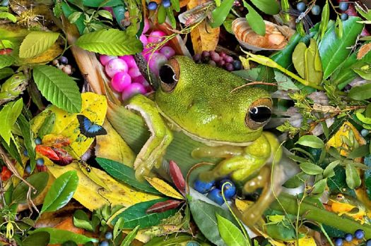 THEME ~ ''Amphibians, Fish & Reptiles'' ... Green Tree Frog