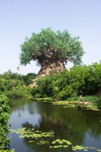 Ancient tree