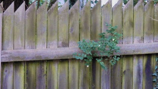 Starý plot s pamelníkem