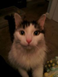 Pretty Girl - foster cat 12-7-14