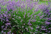 Lavendel, Frankrijk