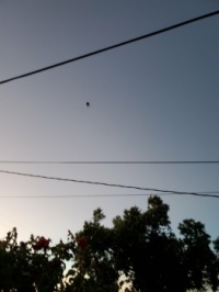 HUGE BROWN WIDOW HANGING FROM UP HIGH